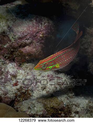 Stock Photo - An Ornate Wrasse (Halichoeres ornatissimus) that came out of hiding in a lava reef; Kona, Island of Hawaii, Hawaii, United States of America. Fotosearch