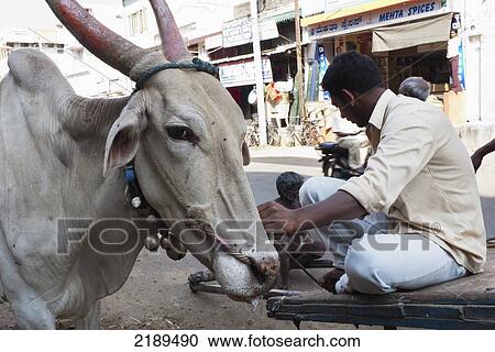 An Ox With Owner In Mysore, Karnataka, India View Large Photo Image Stock Image - An Ox With Owner In Mysore, Karnataka, India. Fotosearch