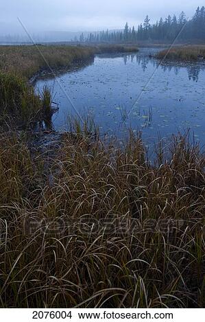 Picture - An Unnamed Stream Meandering Through Algonquin Park; Ontario Canada. Fotosearch