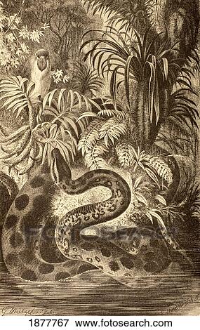 Stock Photo - Anaconda Looking For Prey. From La Vida De Los Animales Published Spain Circa 1885.. Fotosearch