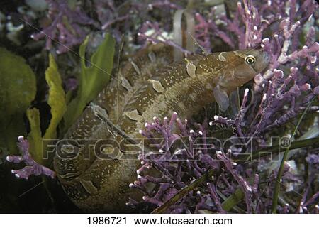 Stock Image - Anada, British Columbia, Crescent Gunnel (Pholis Laeta) Curled Up Among Branching Coral. Fotosearch