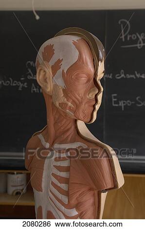 Stock Photograph - Anatomy Model Of Boy In French School Classroom; Toronto, Ontario, Canada. Fotosearch