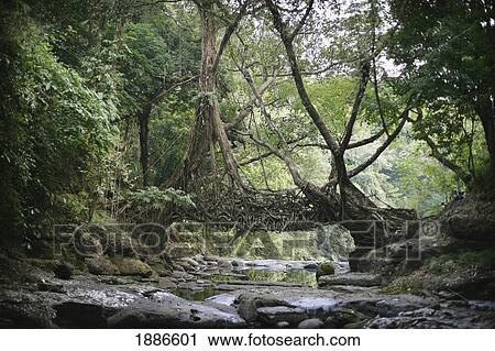 Ancient Bridge Across A River Made From The Living Roots Of The Banyan Tree View Large Photo Image Stock Image - Ancient Bridge Across A River Made From The Living Roots Of The Banyan Tree. Fotosearch