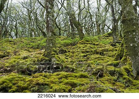 Picture - Ancient Forests Along The South West Coast Path Near Lynmouth, Exmoor, Uk. Fotosearch