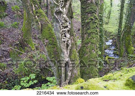 Ancient Forests Along The South West Coast Path Near Lynmouth, Exmoor, United Kingdom View Large Photo Image Picture - Ancient Forests Along The South West Coast Path Near Lynmouth, Exmoor, United Kingdom. Fotosearch