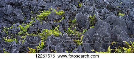 Stock Photography - Ancient seabed; Aitu Island, Cook Islands. Fotosearch