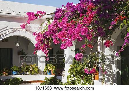 Stock Image - Andalusia, Spain; Flowers Growing Off The Roof Of A Building Near Tarifa. Fotosearch