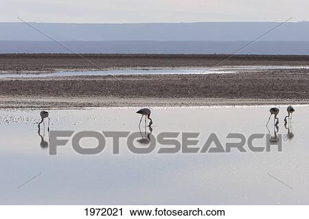 Stock Image - Andean Flamingo (Phoenicoparrus Andinus), Laguna Chaxa, Antofagasta Region, Chile. Fotosearch