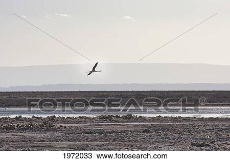 Andean Flamingo (Phoenicoparrus Andinus) In Flight, Laguna Chaxa, Antofagasta Region, Chile View Large Photo Image Stock Image - Andean Flamingo (Phoenicoparrus Andinus) In Flight, Laguna Chaxa, Antofagasta Region, Chile. Fotosearch