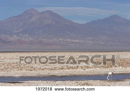 Andean Flamingo (Phoenicoparrus Andinus), Laguna Chaxa, Antofagasta Region, Chile View Large Photo Image Stock Photo - Andean Flamingo (Phoenicoparrus Andinus), Laguna Chaxa, Antofagasta Region, Chile. Fotosearch