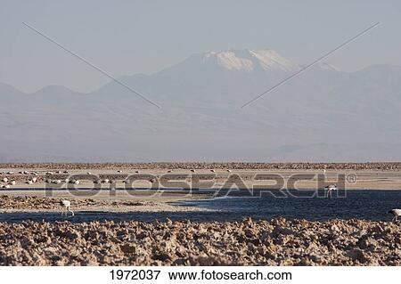 Andean Flamingo (Phoenicoparrus Andinus), Laguna Chaxa, Antofagasta Region, Chile View Large Photo Image Stock Photo - Andean Flamingo (Phoenicoparrus Andinus), Laguna Chaxa, Antofagasta Region, Chile. Fotosearch