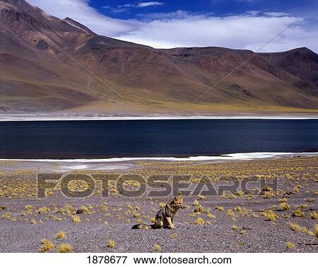Andean Fox Infront Of Laguna Miscante View Large Photo Image Stock Photo - Andean Fox Infront Of Laguna Miscante. Fotosearch