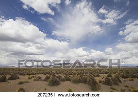 Stock Image - Andes Mountains, Sajama National Park, Oruro, Bolivia. Fotosearch