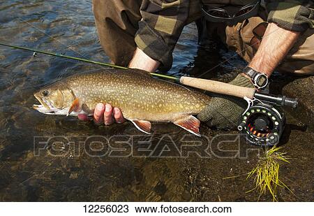 Angler holding a large brook trout (Salvelinus fontinalis); Ontario, Canada View Large Photo Image Stock Image - Angler holding a large brook trout (Salvelinus fontinalis); Ontario, Canada. Fotosearch