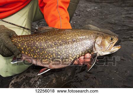 Angler holding a large brook trout (Salvelinus fontinalis); Ontario, Canada View Large Photo Image Stock Photo - Angler holding a large brook trout (Salvelinus fontinalis); Ontario, Canada. Fotosearch