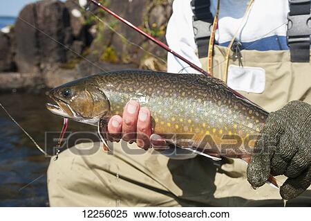 Stock Photography - Angler holding a large brook trout (Salvelinus fontinalis); Ontario, Canada. Fotosearch