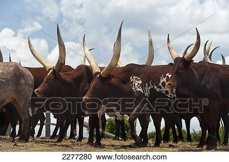 Stock Image - Ankole cattle, Ol Pejeta Conservancy; Kenya. Fotosearch