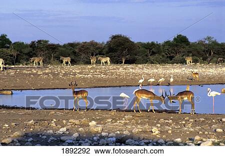 Stock Image - Antelope And Flamingoes By Lake. Fotosearch
