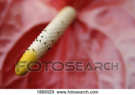 Stock Photo - Antherium Flower, Close Up. Fotosearch
