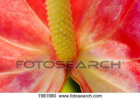 Stock Image - Anthurium, Close-up of red blossom center. Fotosearch