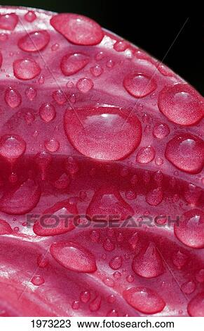 Anthurium, Close-Up Of Top Of Red Blossom, Greenery In Background View Large Photo Image Stock Image - Anthurium, Close-Up Of Top Of Red Blossom, Greenery In Background. Fotosearch