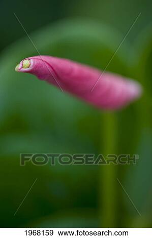 Anthurium, Close-Up Of Top Of Red Blossom, Greenery In Background View Large Photo Image Stock Photo - Anthurium, Close-Up Of Top Of Red Blossom, Greenery In Background. Fotosearch