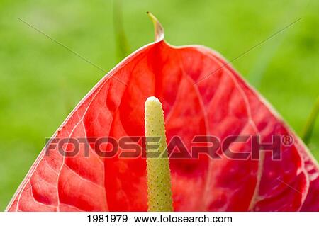 Stock Photo - Anthurium, Close-up of top of red blossom, Greenery in background. Fotosearch