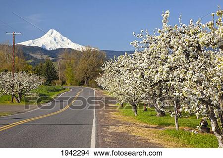 Apple Blossom Trees Along A Road In The Hood River Valley In Columbia River Gorge; Oregon United States Of America View Large Photo Image Picture - Apple Blossom Trees Along A Road In The Hood River Valley In Columbia River Gorge; Oregon United States Of America. Fotosearch