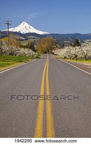 Stock Photography - Apple Blossom Trees Along A Road In The Hood River Valley In Columbia River Gorge; Oregon United States Of America. Fotosearch