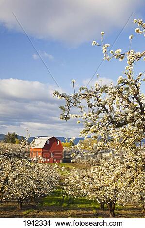 Picture - Apple Blossom Trees And A Red Barn In Hood River Valley Columbia River Gorge; Oregon United States Of America. Fotosearch