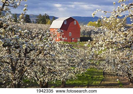 Stock Photography - Apple Blossom Trees And A Red Barn In Hood River Valley Columbia River Gorge; Oregon United States Of America. Fotosearch