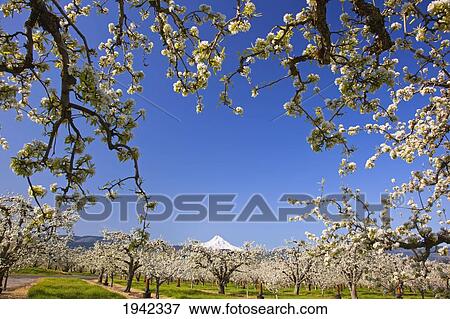 Apple Blossom Trees In Hood River Valley Columbia River Gorge With Mount Hood In The Background; Oregon United States Of America View Large Photo Image Stock Photo - Apple Blossom Trees In Hood River Valley Columbia River Gorge With Mount Hood In The Background; Oregon United States Of America. Fotosearch