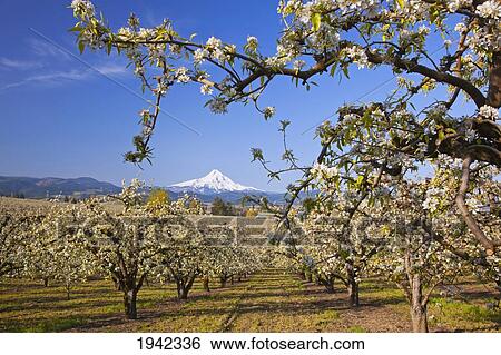 Stock Photograph - Apple Blossom Trees In Hood River Valley Columbia River Gorge With Mount Hood In The Background; Oregon United States Of America. Fotosearch