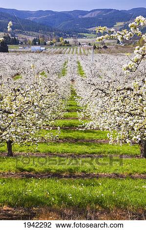 Stock Image - Apple Blossom Trees In The Hood River Valley In Columbia River Gorge; Oregon United States Of America. Fotosearch