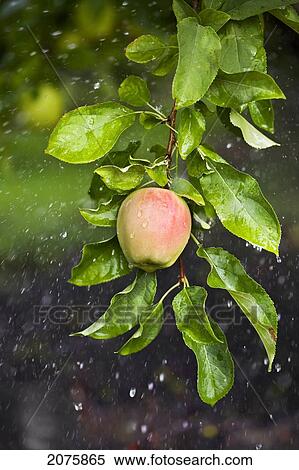 Stock Photography - Apple Growing In The Rain In Okanagan Valley; Osoyoos British Columbia Canada. Fotosearch