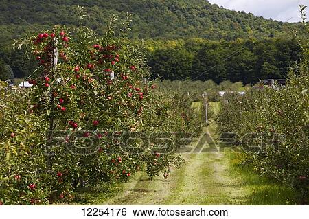 Stock Photograph - Apple orchard; Rougemont, Quebec, Canada. Fotosearch