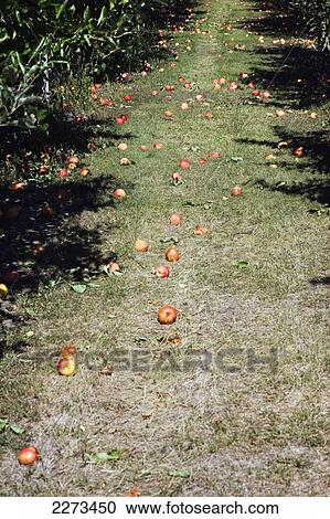 Apples fallen from tree; kelowna british columbia canada View Large Photo Image Stock Image - Apples fallen from tree; kelowna british columbia canada. Fotosearch