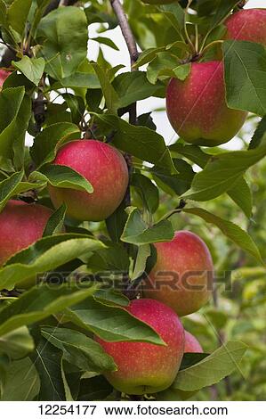 Stock Photo - Apples growing on a tree; Rougemont, Quebec, Canada. Fotosearch
