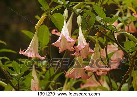 Stock Image - Apricot Moonflower Brugmansia Versicolor. Fotosearch