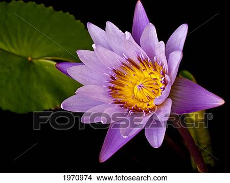 Aquatic Plant, Lavender Water Lily On Black Background. View Large Photo Image Picture - Aquatic Plant, Lavender Water Lily On Black Background.. Fotosearch