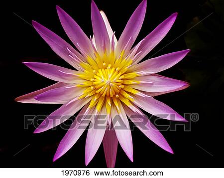 Stock Photograph - Aquatic Plant, Lavender Water Lily On Black Background.. Fotosearch
