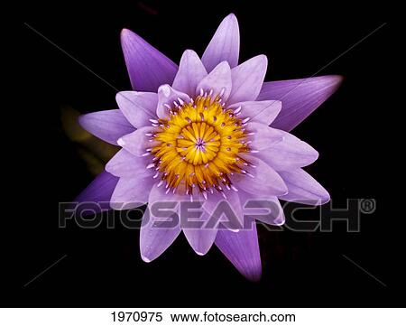 Stock Photography - Aquatic Plant, Lavender Water Lily On Black Background.. Fotosearch