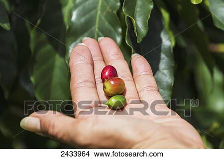 Picture - Arabica coffee berries, Panar Butan, North Sumatra, Indonesia. Fotosearch