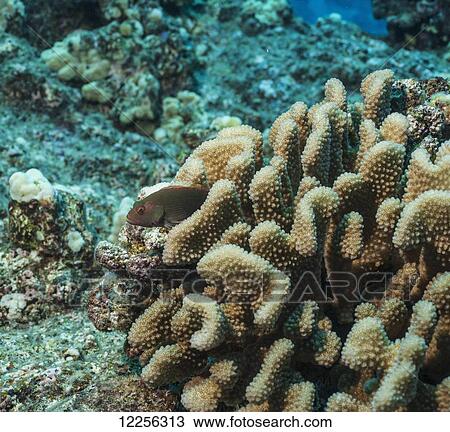 Arc-eye Hawkfish (Paracirrhites arcatus) perched on Cauliflower Coral (Pocillopora meandrina); Kona, Island of Hawaii, Hawaii, United States of America View Large Photo Image Stock Image - Arc-eye Hawkfish (Paracirrhites arcatus) perched on Cauliflower Coral (Pocillopora meandrina); Kona, Island of Hawaii, Hawaii, United States of America. Fotosearch