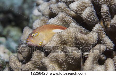 Arc-eye Hawkfish (Paracirrhites arcatus) lurking on cauliflower coral (Pocillopora meandrina), near Kona; Island of Hawaii, Hawaii, United States of America View Large Photo Image Stock Image - Arc-eye Hawkfish (Paracirrhites arcatus) lurking on cauliflower coral (Pocillopora meandrina), near Kona; Island of Hawaii, Hawaii, United States of America. Fotosearch