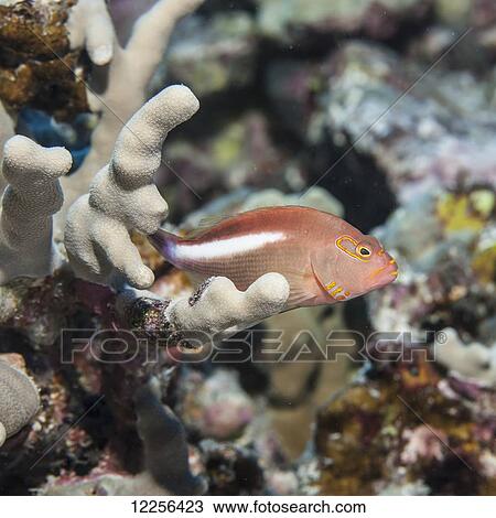 Stock Image - Arc-eye Hawkfish (Paracirrhites arcatus) lurking on finger coral (Porites compressa), near Kona; Island of Hawaii, Hawaii, United States of America. Fotosearch
