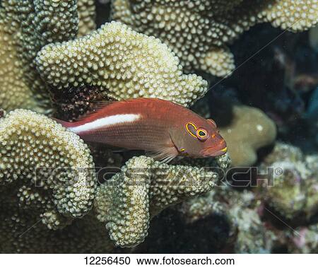 Stock Image - Arc-eye Hawkfish (Paracirrhites arcatus) resting on antler coral; Kona, Island of Hawaii, Hawaii, United States of America. Fotosearch