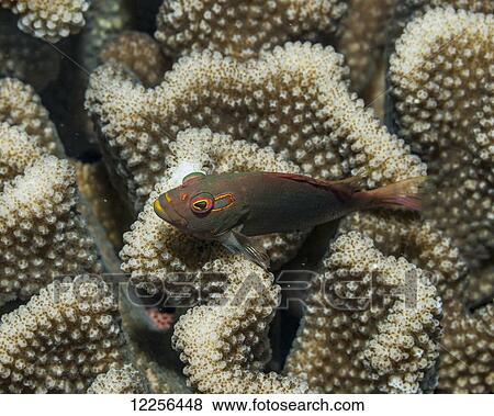 Arc-eye Hawkfish (Paracirrhites arcatus) resting on antler coral; Kona, Island of Hawaii, Hawaii, United States of America View Large Photo Image Stock Photo - Arc-eye Hawkfish (Paracirrhites arcatus) resting on antler coral; Kona, Island of Hawaii, Hawaii, United States of America. Fotosearch