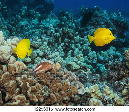 Arc-eye Hawkfish (Paracirrhites arcatus) observes two yellow tangs (Zebrasoma flavescens) swim by while perched on Cauliflower Coral (Pocillopora meandrina); Kona, Island of Hawaii, Hawaii, United States of America View Large Photo Image Stock Photography - Arc-eye Hawkfish (Paracirrhites arcatus) observes two yellow tangs (Zebrasoma flavescens) swim by while perched on Cauliflower Coral (Pocillopora meandrina); Kona, Island of Hawaii, Hawaii, United States of America. Fotosearch