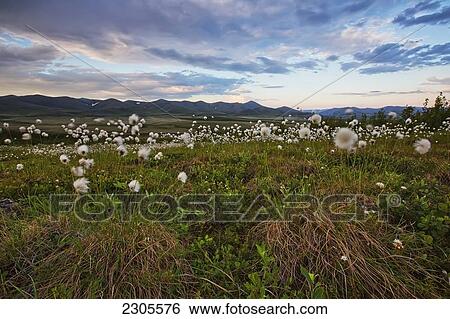 Stock Photograph - Arctic Cotton Blowing In The Wind Up At The Arctic Circle Along The Dempster Highway; Yukon Canada. Fotosearch